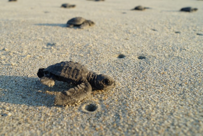 Turtle Release Experience with Drinks