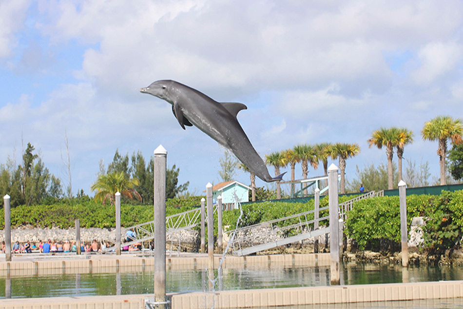 Dolphine Encounter with Transportation