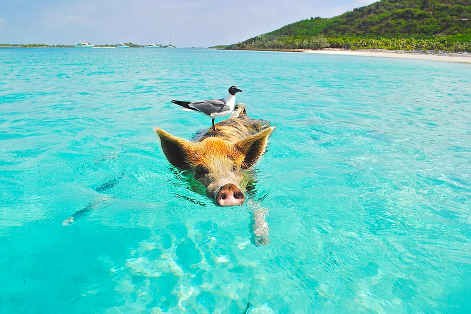 Pig Beach: Swimming Pigs Encounter with Transportation