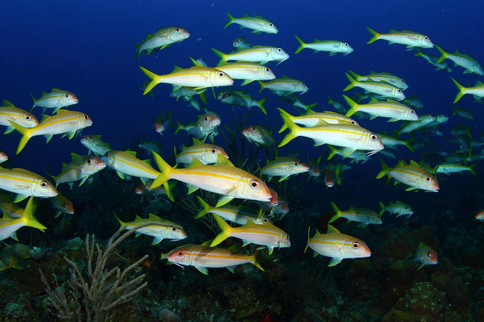 Rainbow Reef Snorkeling with Lunch and Viva beach access