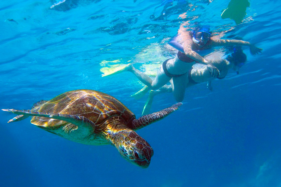 Turtle Bay Snorkeling with Turtles and Transportation