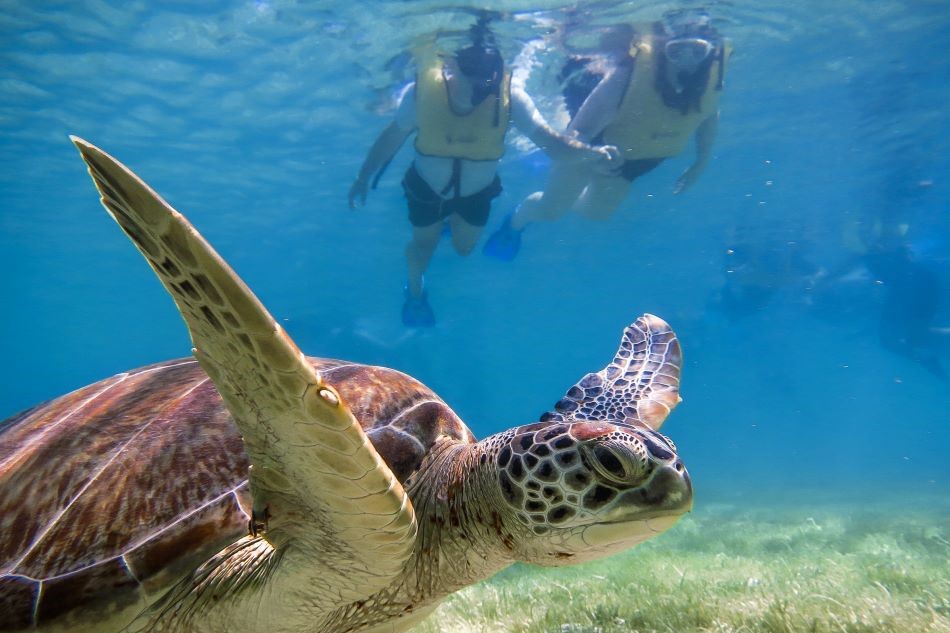 Snorkel Discovery - Cenote en la Selva Maya y Tortugas en Akumal