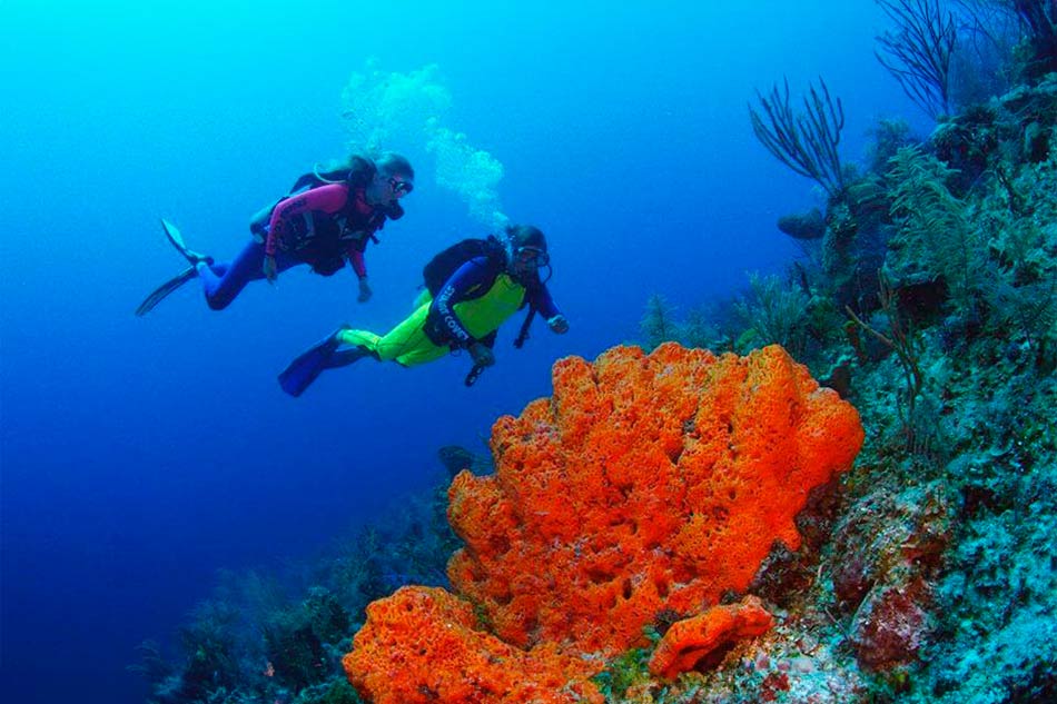 Stuart Cove's Open Water Certification with Transportation