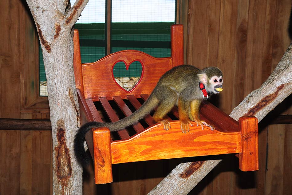 Monkey Sanctuary, Farm and Cenote Tour at Evolution Adventure Park - Transportation Included