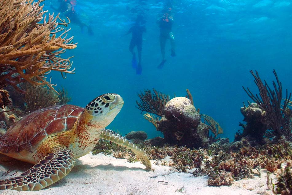 Arrecife y Tortugas en Akumal