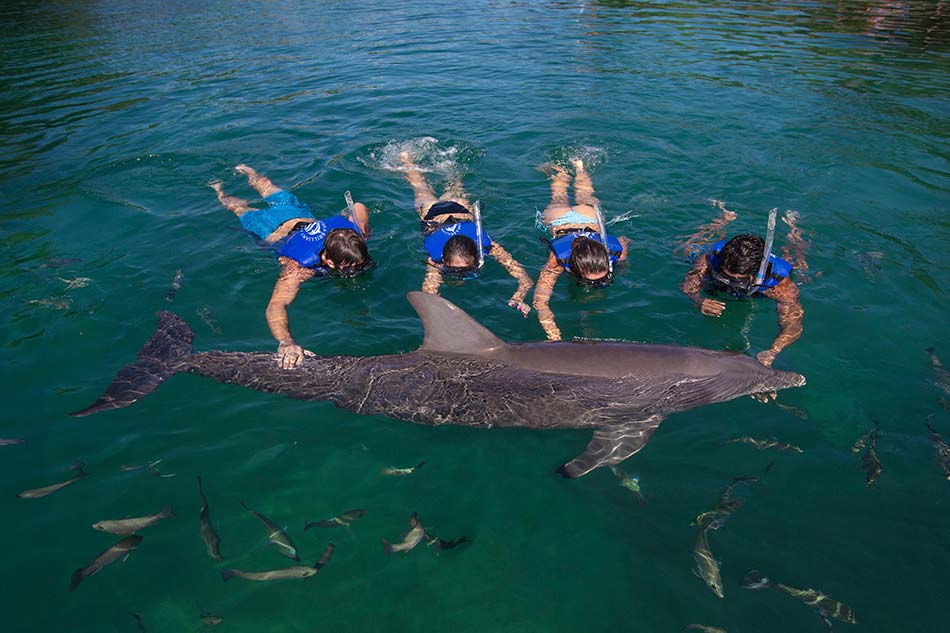 Dolphinclusive Interax en Xel-Há: Experiencia con Delfines + Acceso al Parque Xel-Há con Todo Incluido