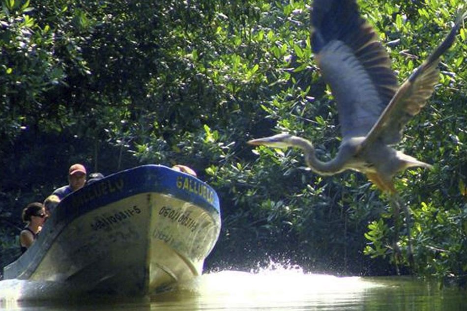 Turtles & Mangroves Eco Experience in Cuyutlán with Transportation