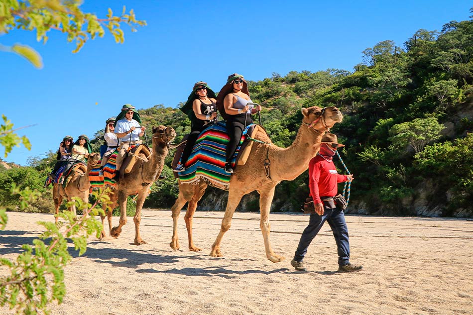 Camel Quest