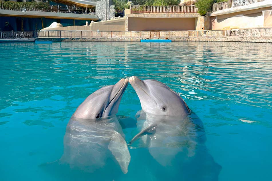 Encuentro con Delfines en Ocean World: con Almuerzo y Transportación