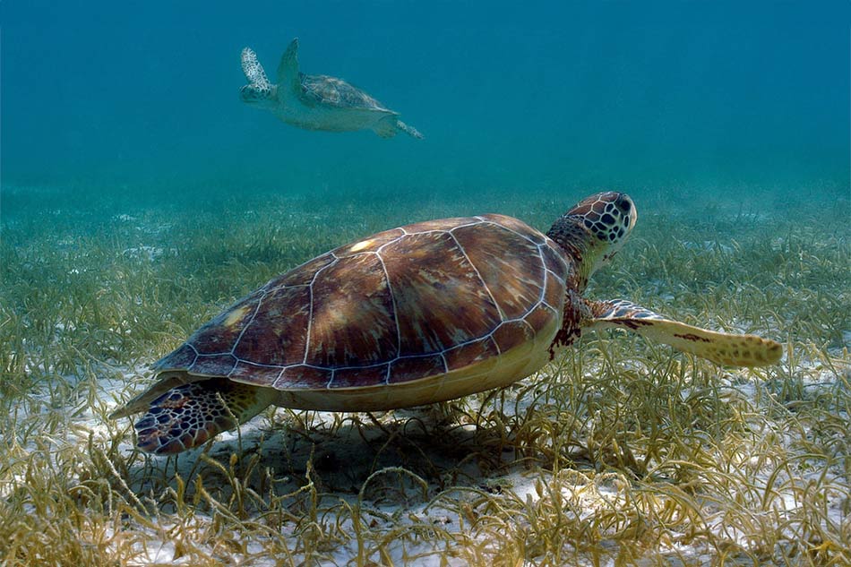 Turtle Express with Transportation 