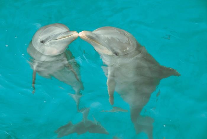 Dolphin Island Action Program: Nado con Delfines - Con Transportación