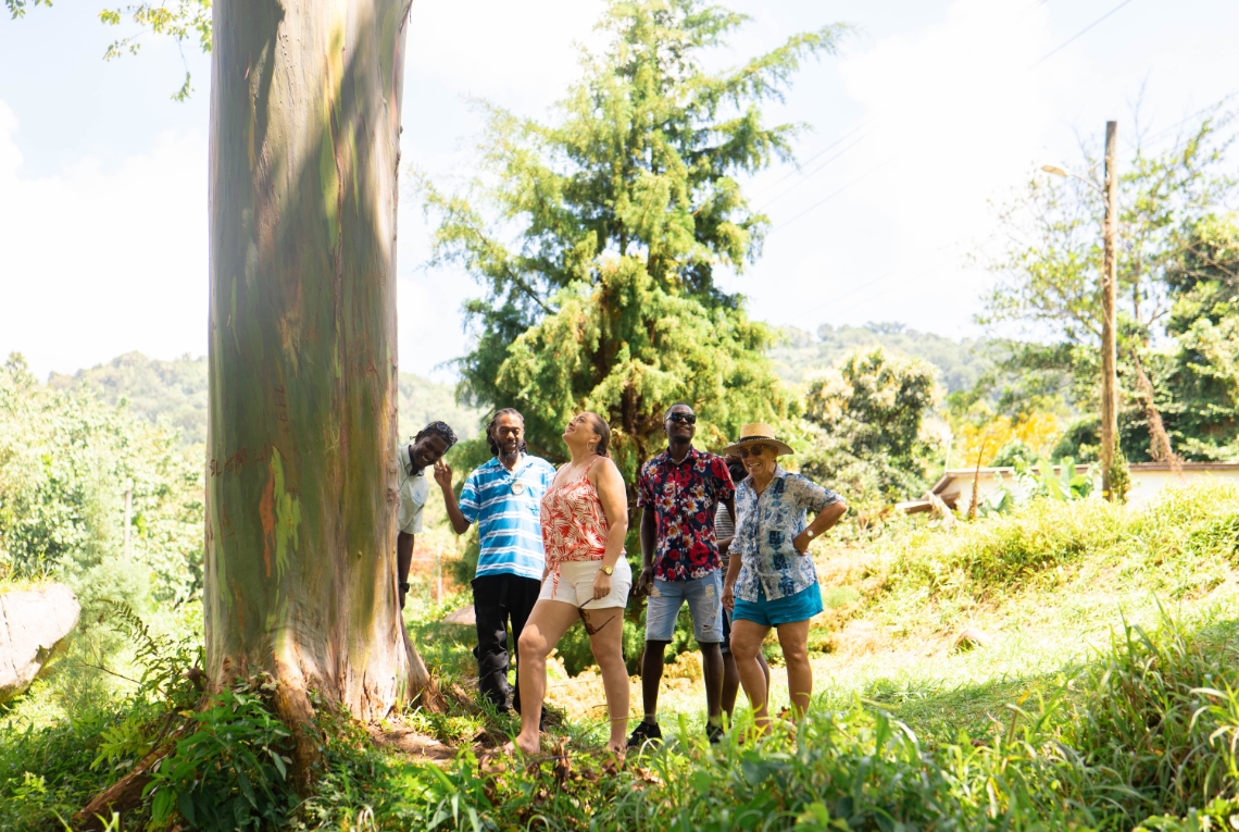 Grand Etang Rainforest - Hike and Swim with Transportation