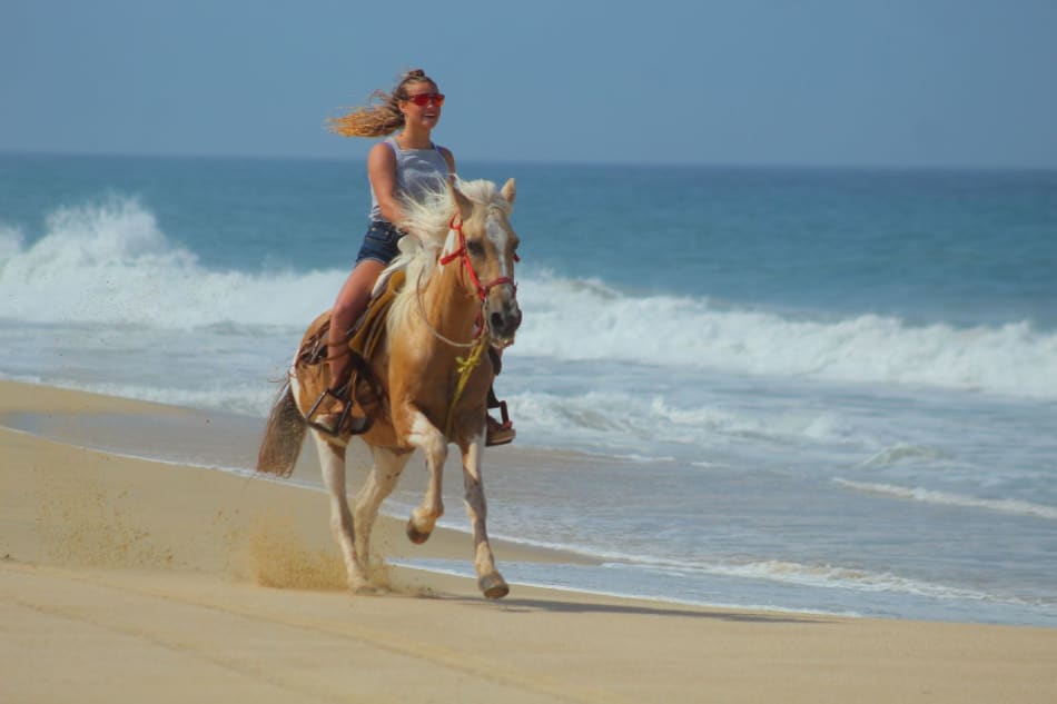 Horseback Riding Experience with Transportation