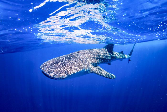 Expedición Tiburón Ballena y Visita a Playa Norte con Transportación