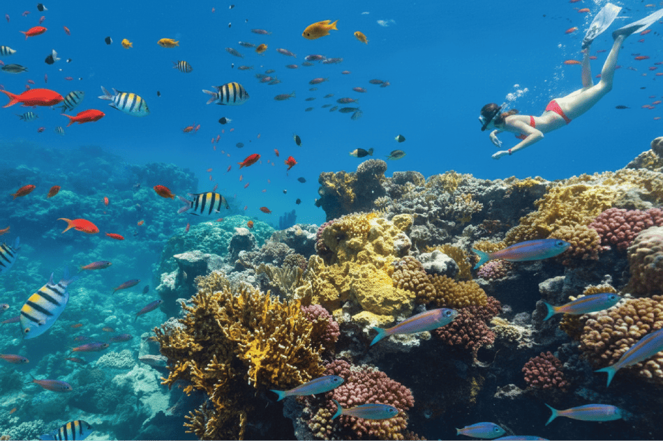 Tour Explorer: Aventura de Snorkel y Playa en la Costa Oeste de Santa Lucía con Transporte